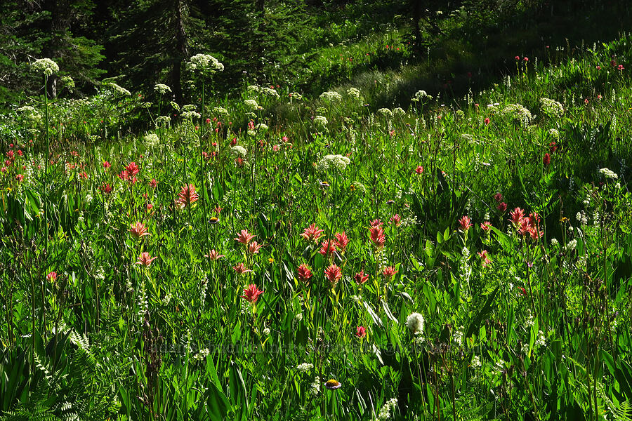 wildflowers (Castilleja miniata, Ligusticum grayi, Bistorta bistortoides (Polygonum bistortoides), Platanthera dilatata (Habenaria dilatata) (Piperia dilatata), Triantha occidentalis (Tofieldia glutinosa var. occidentalis)) [Esmeralda Basin Trail, Okanogan-Wenatchee National Forest, Kittitas County, Washington]