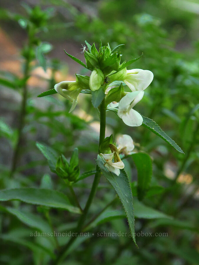 sickle-top lousewort (Pedicularis racemosa) [Esmeralda Basin Trail, Okanogan-Wenatchee National Forest, Kittitas County, Washington]