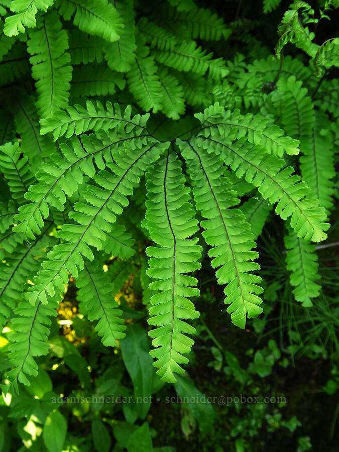 maiden-hair fern (Adiantum aleuticum) [Esmeralda Basin Trail, Okanogan-Wenatchee National Forest, Kittitas County, Washington]