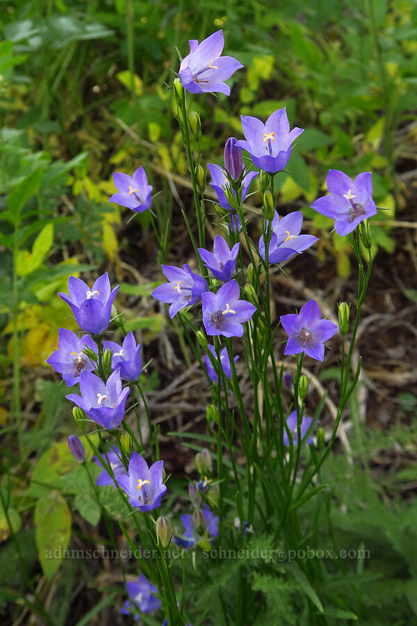 harebell (Campanula petiolata (Campanula rotundifolia)) [Esmeralda Basin Trail, Okanogan-Wenatchee National Forest, Kittitas County, Washington]