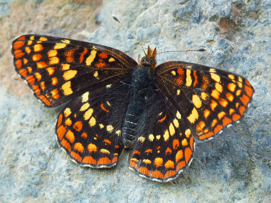 Hoffmann's checkerspot butterfly (Chlosyne hoffmanni) [Esmeralda Basin Trail, Okanogan-Wenatchee National Forest, Kittitas County, Washington]