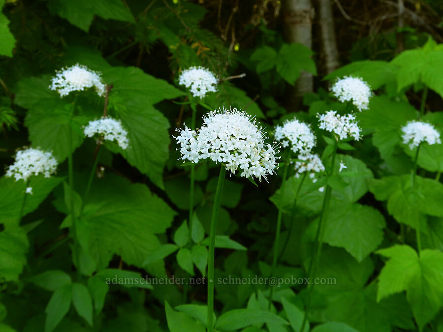 Sitka valerian (Valeriana sitchensis) [Horsepasture Mountain, Willamette National Forest, Lane County, Oregon]