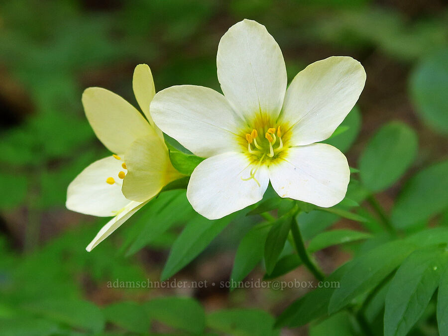 Oregon Jacob's-ladder (Polemonium carneum) [Horsepasture Mountain, Willamette National Forest, Lane County, Oregon]