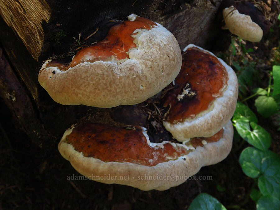 shelf fungus [Horsepasture Mountain, Willamette National Forest, Lane County, Oregon]