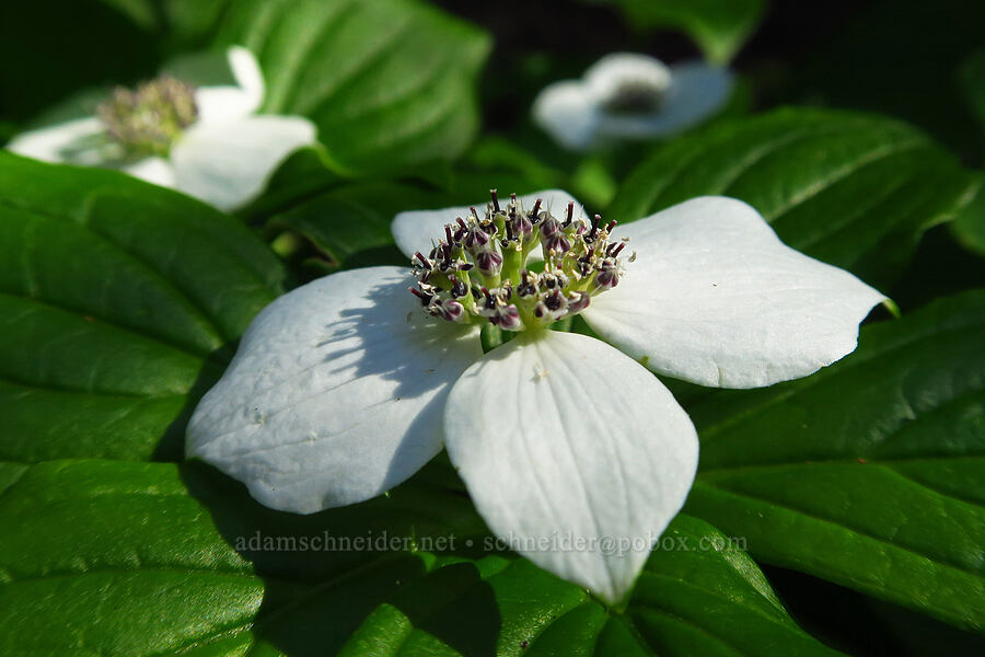 bunchberry flowers (Cornus unalaschkensis (Cornus canadensis)) [Horsepasture Mountain, Willamette National Forest, Lane County, Oregon]