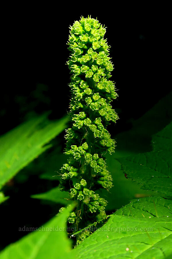 devil's club flowers (Oplopanax horridus) [Horsepasture Mountain, Willamette National Forest, Lane County, Oregon]