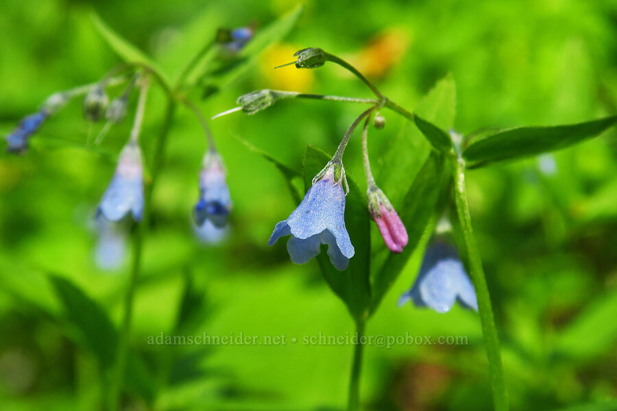 Oregon bluebells (Mertensia bella) [Horsepasture Mountain, Willamette National Forest, Lane County, Oregon]