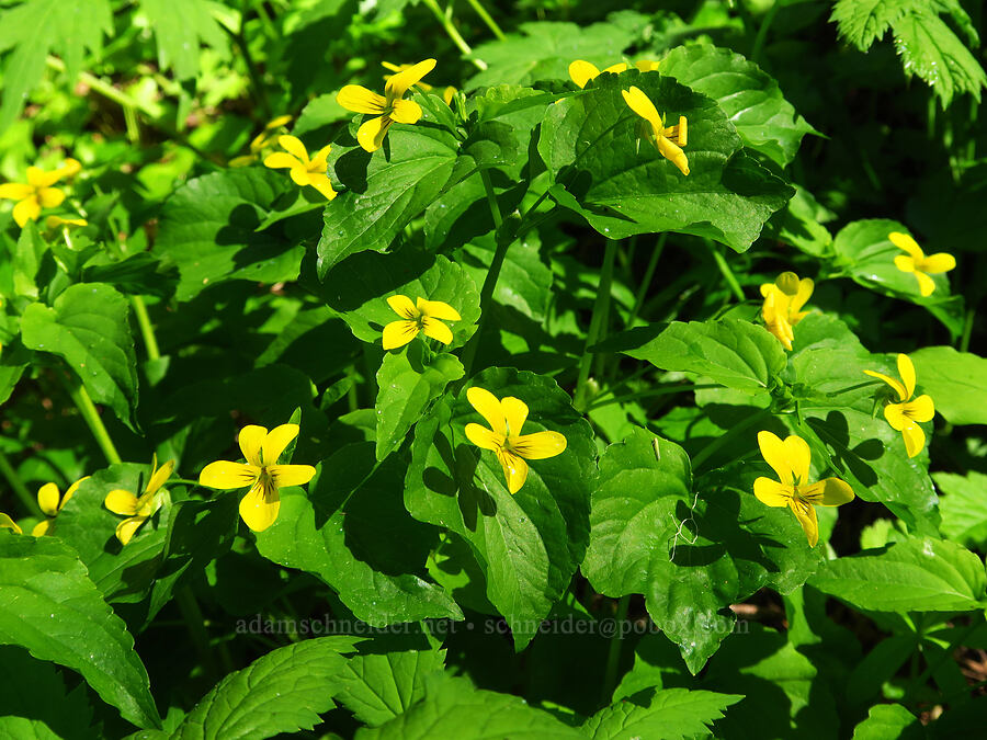 pioneer violets (Viola glabella) [Horsepasture Mountain, Willamette National Forest, Lane County, Oregon]