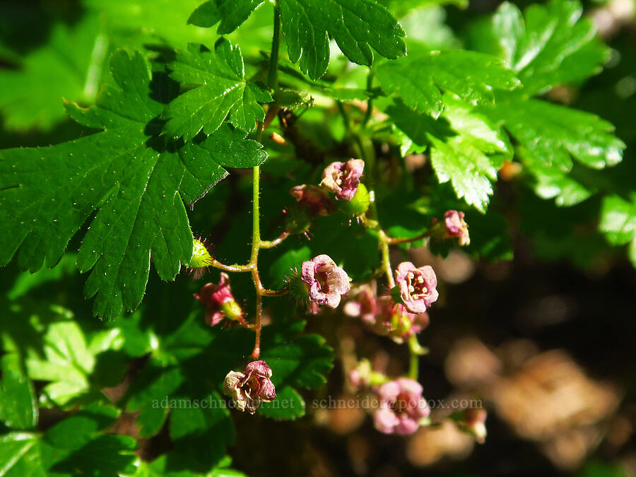 prickly currant flowers (Ribes lacustre) [Horsepasture Mountain, Willamette National Forest, Lane County, Oregon]