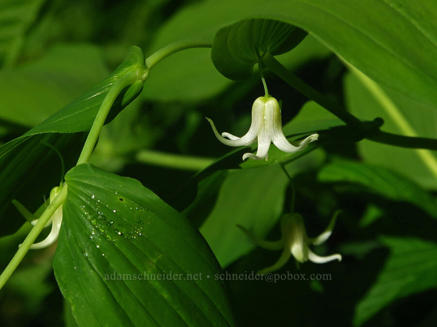 clasping twisted-stalk (Streptopus amplexifolius) [Horsepasture Mountain, Willamette National Forest, Lane County, Oregon]