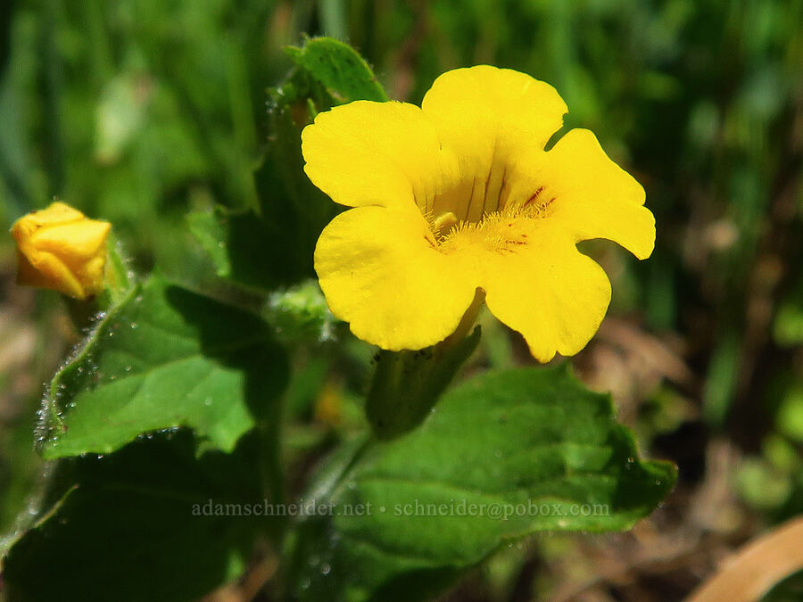 musk monkeyflower (Erythranthe moschata (Mimulus moschatus)) [Horsepasture Mountain, Willamette National Forest, Lane County, Oregon]