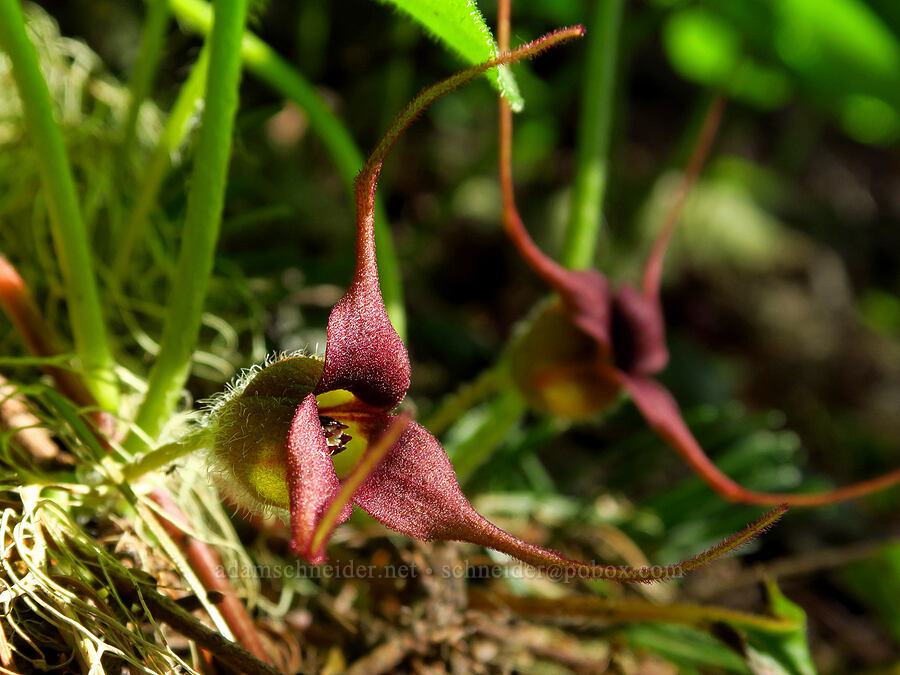 wild ginger flowers (Asarum caudatum) [Horsepasture Mountain, Willamette National Forest, Lane County, Oregon]