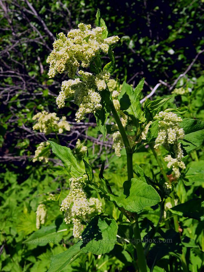 alpine knotweed (Aconogonon phytolaccifolium (Koenigia phytolaccifolia)) [Horsepasture Mountain, Willamette National Forest, Lane County, Oregon]