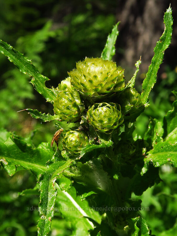 fringe-bract thistle, budding (Cirsium remotifolium var. odontolepis) [Horsepasture Mountain, Willamette National Forest, Lane County, Oregon]