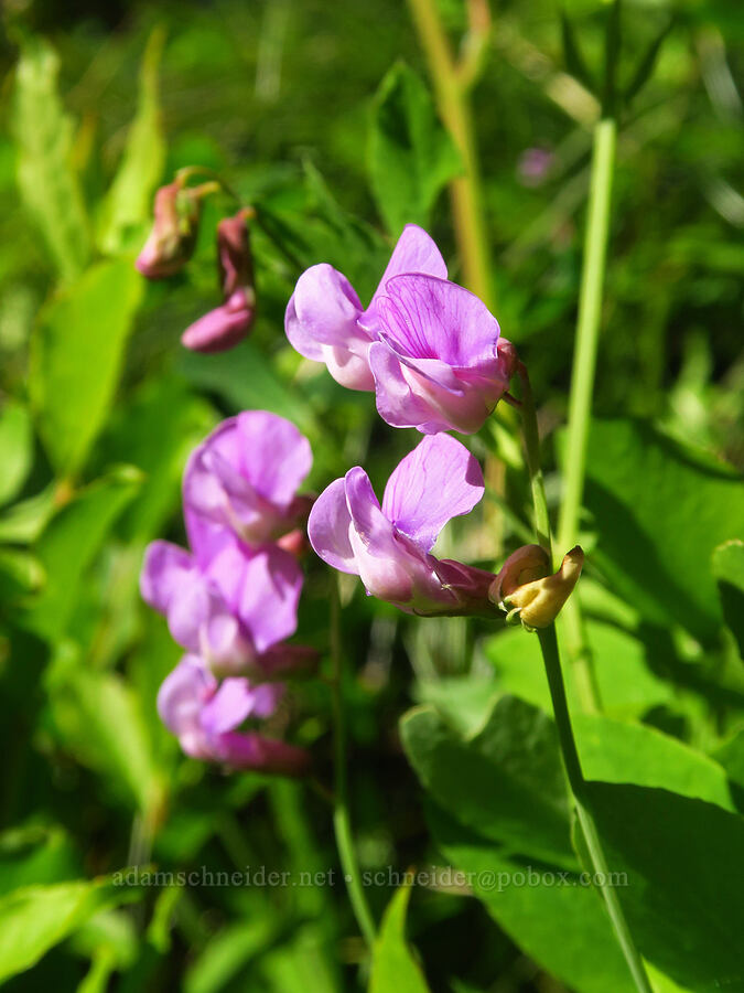 Sierra pea-vine (Lathyrus nevadensis) [Horsepasture Mountain, Willamette National Forest, Lane County, Oregon]