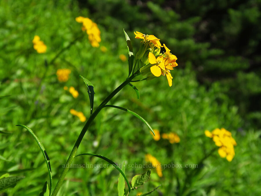 wallflower (Erysimum capitatum) [Horsepasture Mountain, Willamette National Forest, Lane County, Oregon]