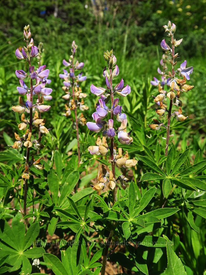 lupine (Lupinus sp.) [Horsepasture Mountain, Willamette National Forest, Lane County, Oregon]