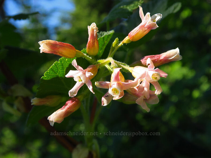 sticky currant (Ribes viscosissimum) [Horsepasture Mountain, Willamette National Forest, Lane County, Oregon]