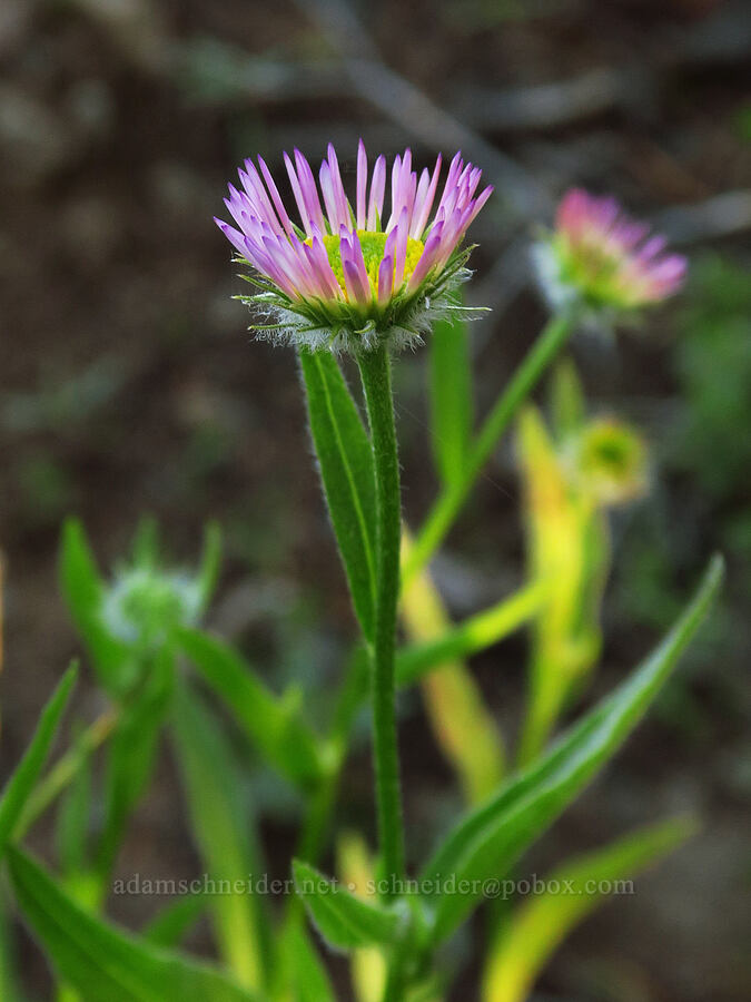 Alice's fleabane (Erigeron aliceae) [Horsepasture Mountain, Willamette National Forest, Lane County, Oregon]