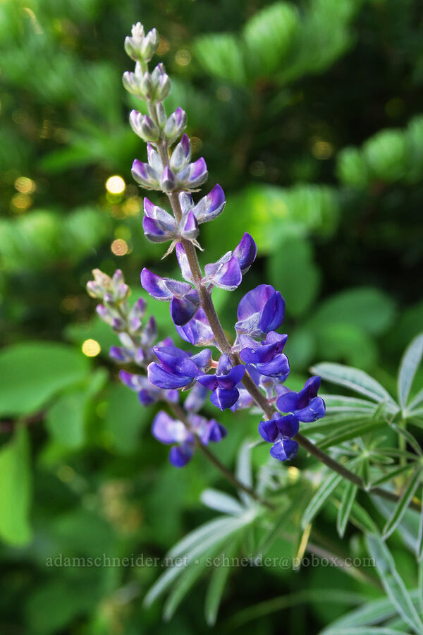 spurred lupine (Lupinus arbustus) [Horsepasture Mountain, Willamette National Forest, Lane County, Oregon]