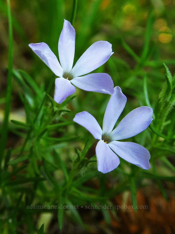 spreading phlox (Phlox diffusa) [Horsepasture Mountain, Willamette National Forest, Lane County, Oregon]