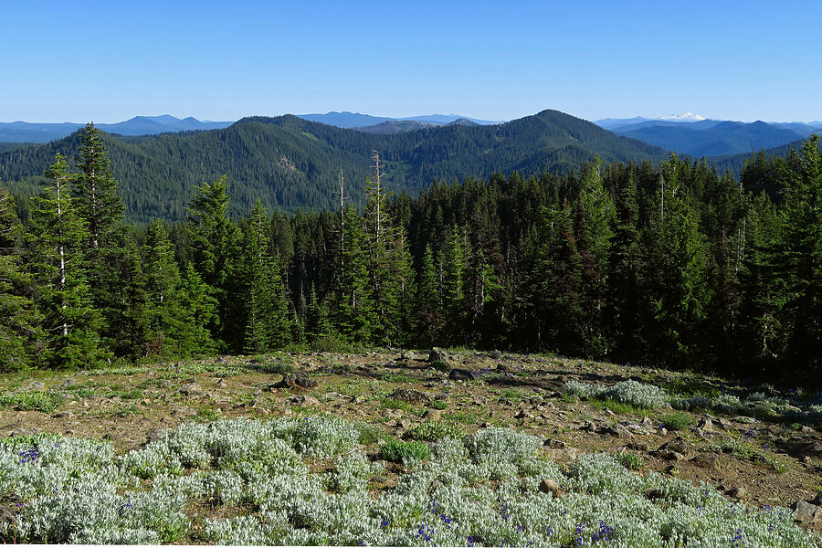 view to the southeast [Horsepasture Mountain, Willamette National Forest, Lane County, Oregon]