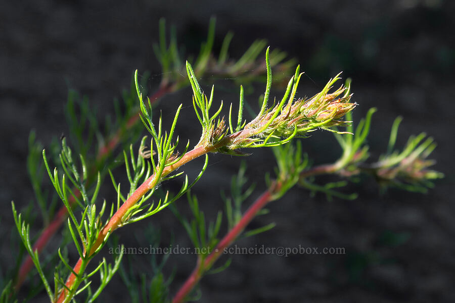 scarlet gilia, budding (Ipomopsis aggregata) [Horsepasture Mountain, Willamette National Forest, Lane County, Oregon]