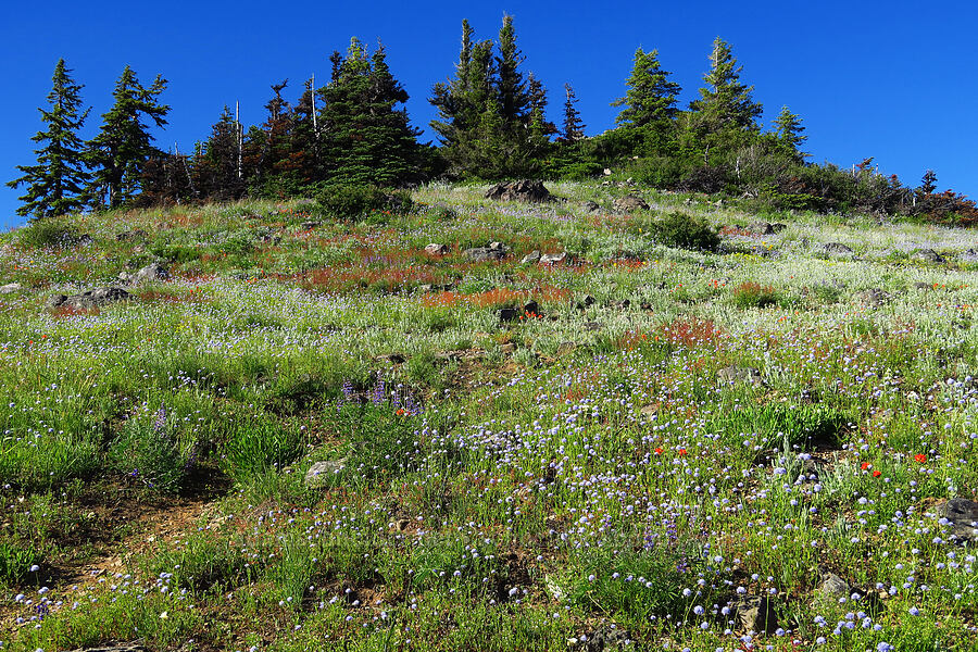 wildflowers [Horsepasture Mountain, Willamette National Forest, Lane County, Oregon]