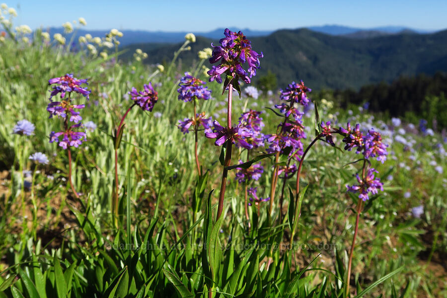 small-flowered penstemon (Penstemon procerus) [Horsepasture Mountain, Willamette National Forest, Lane County, Oregon]