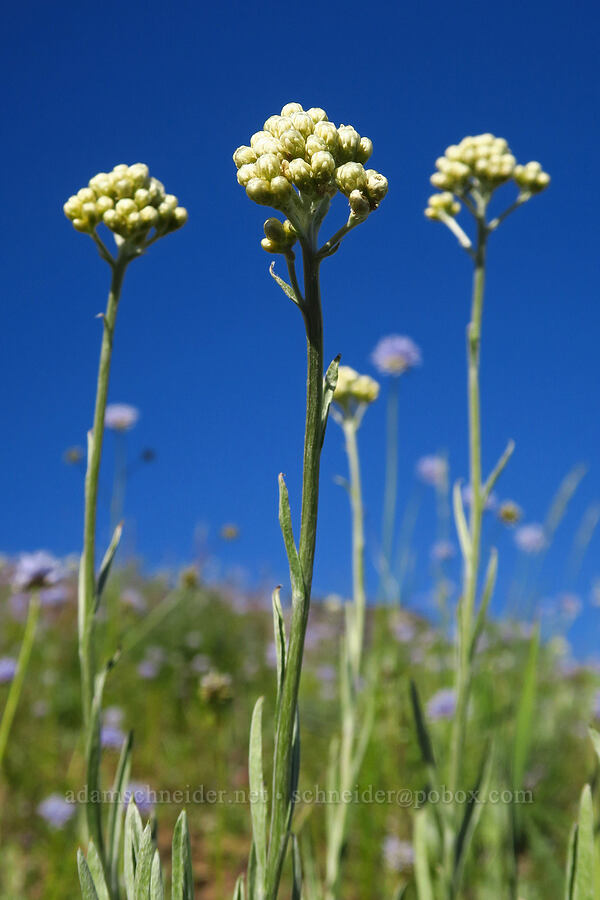 wood-rush pussy-toes (Antennaria luzuloides) [Horsepasture Mountain, Willamette National Forest, Lane County, Oregon]