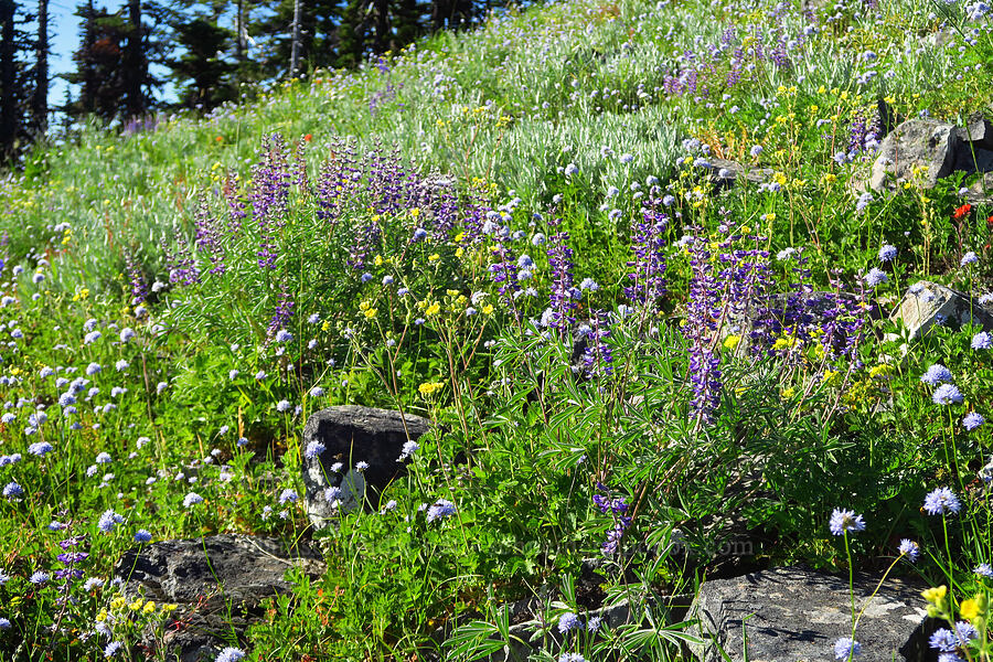 wildflowers [Horsepasture Mountain, Willamette National Forest, Lane County, Oregon]