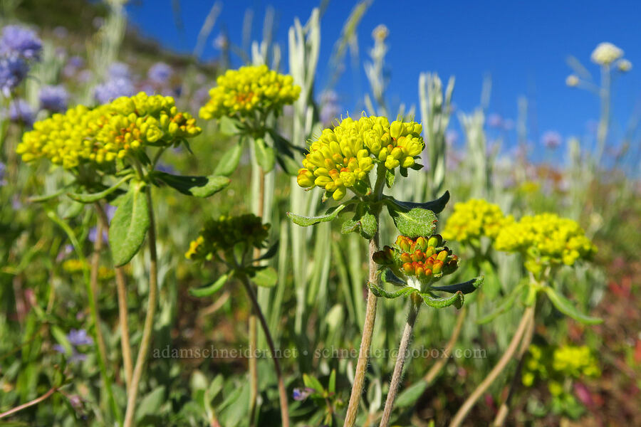 sulphur-flower buckwheat (Eriogonum umbellatum) [Horsepasture Mountain, Willamette National Forest, Lane County, Oregon]