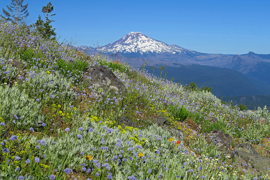 wildflowers & South Sister [Horsepasture Mountain, Willamette National Forest, Lane County, Oregon]