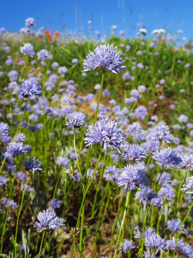 blue-head gilia (Gilia capitata) [Horsepasture Mountain, Willamette National Forest, Lane County, Oregon]