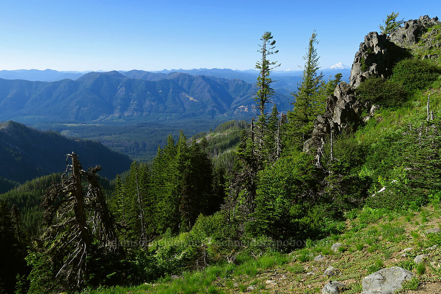 McKenzie River Valley [Horsepasture Mountain, Willamette National Forest, Lane County, Oregon]