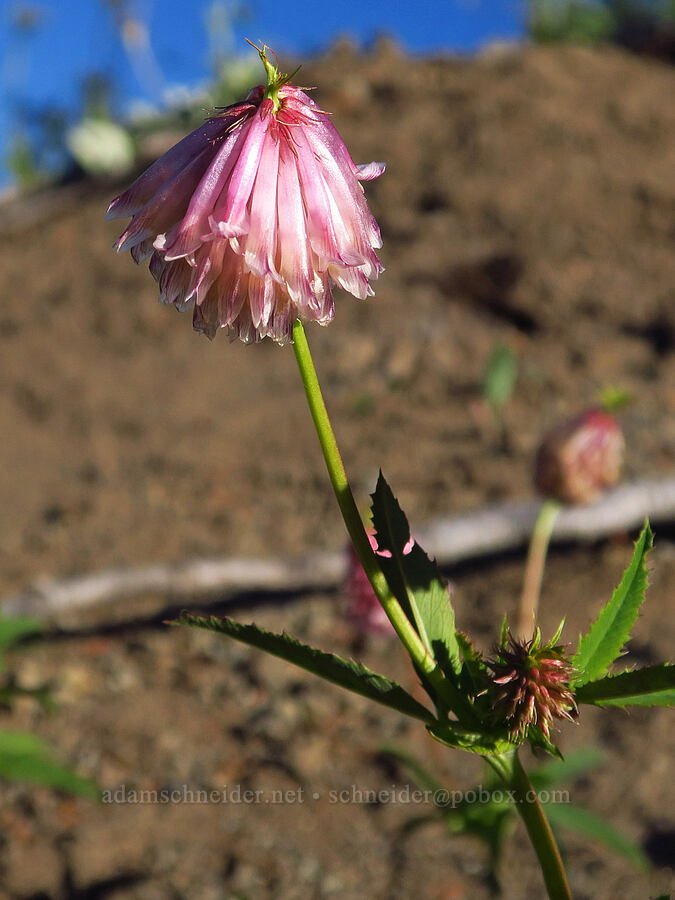 Shasta clover (Trifolium productum (Trifolium kingii ssp. productum)) [Horsepasture Mountain, Willamette National Forest, Lane County, Oregon]