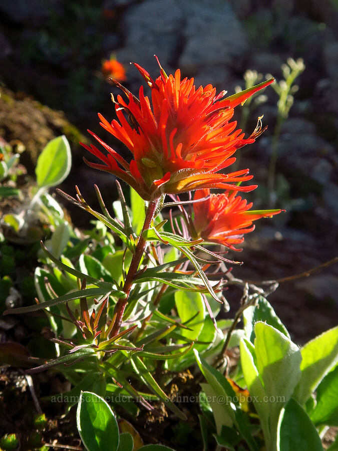 cliff paintbrush (Castilleja rupicola) [Horsepasture Mountain, Willamette National Forest, Lane County, Oregon]