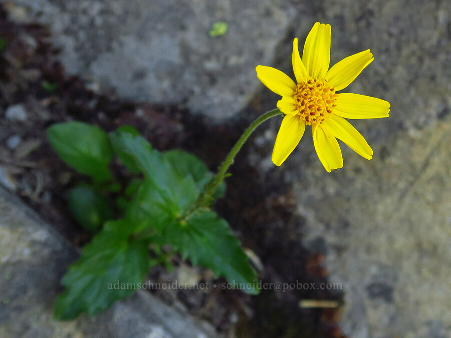 broad-leaf arnica (Arnica latifolia) [Horsepasture Mountain, Willamette National Forest, Lane County, Oregon]