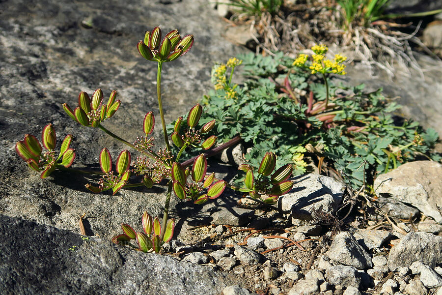 Cascade desert parsley, going to seed (Lomatium martindalei) [Horsepasture Mountain, Willamette National Forest, Lane County, Oregon]