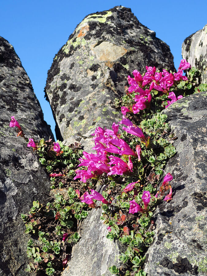 cliff penstemon (Penstemon rupicola) [Horsepasture Mountain, Willamette National Forest, Lane County, Oregon]