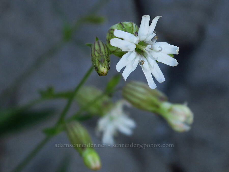 Douglas' catchfly (Silene douglasii) [Horsepasture Mountain, Willamette National Forest, Lane County, Oregon]