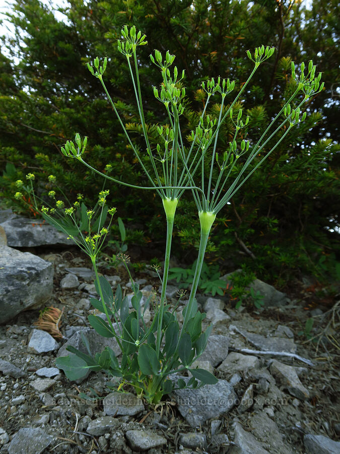 bare-stem desert parsley (Lomatium nudicaule) [Horsepasture Mountain, Willamette National Forest, Lane County, Oregon]