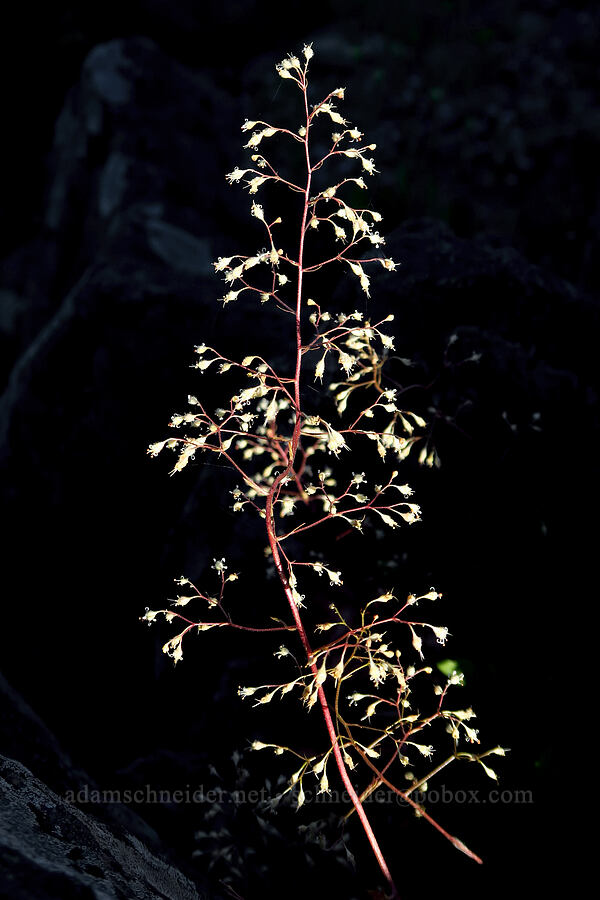 small-flowered alumroot (Heuchera micrantha) [Horsepasture Mountain, Willamette National Forest, Lane County, Oregon]