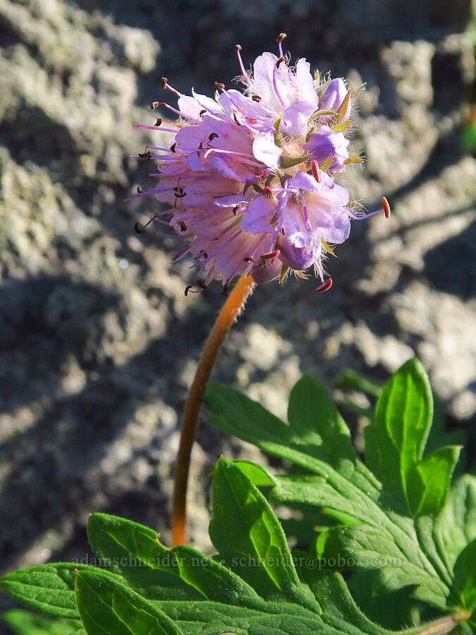 western waterleaf (Hydrophyllum occidentale) [Horsepasture Mountain, Willamette National Forest, Lane County, Oregon]