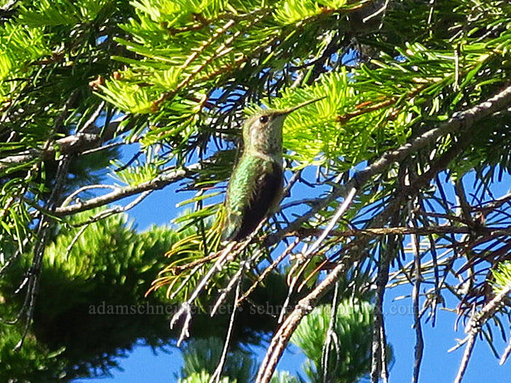 rufous hummingbird (Selasphorus rufus) [Horsepasture Mountain, Willamette National Forest, Lane County, Oregon]