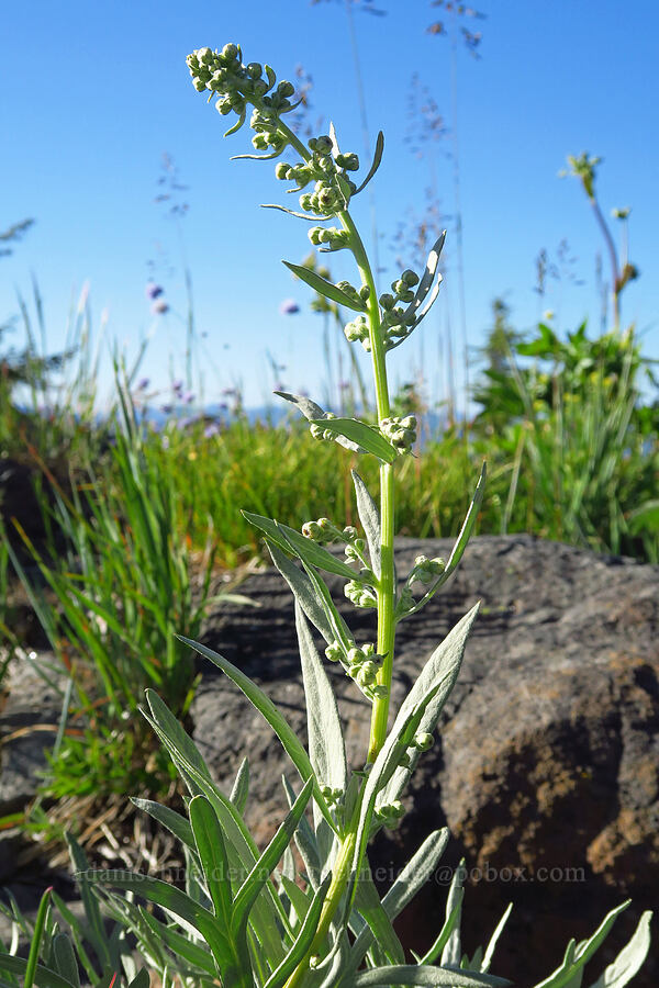 gray sagewort (Artemisia ludoviciana) [Horsepasture Mountain, Willamette National Forest, Lane County, Oregon]