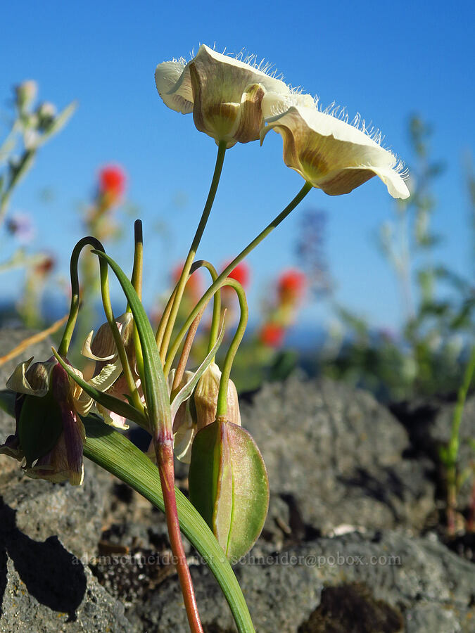 subalpine mariposa lily (Calochortus subalpinus) [Horsepasture Mountain, Willamette National Forest, Lane County, Oregon]