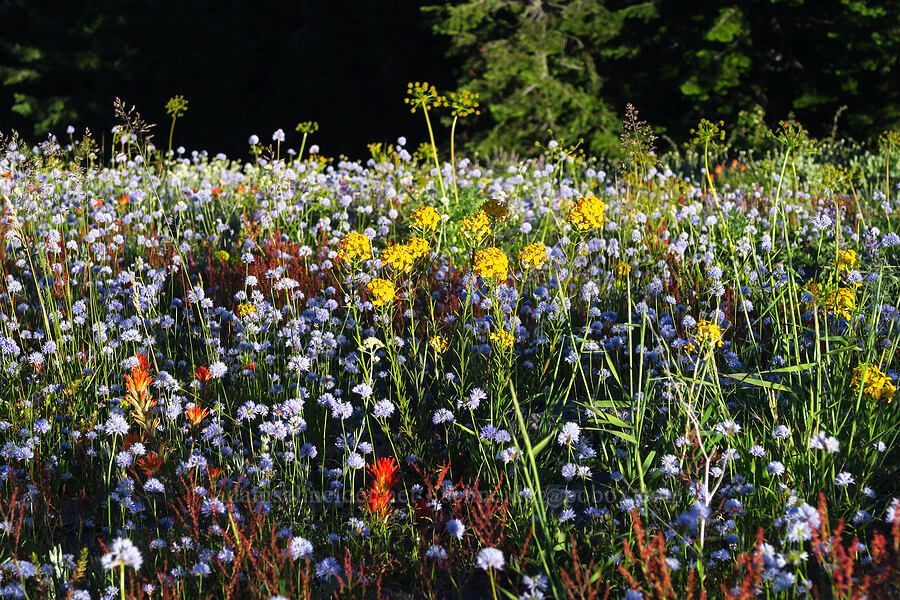 wildflowers [Horsepasture Mountain, Willamette National Forest, Lane County, Oregon]