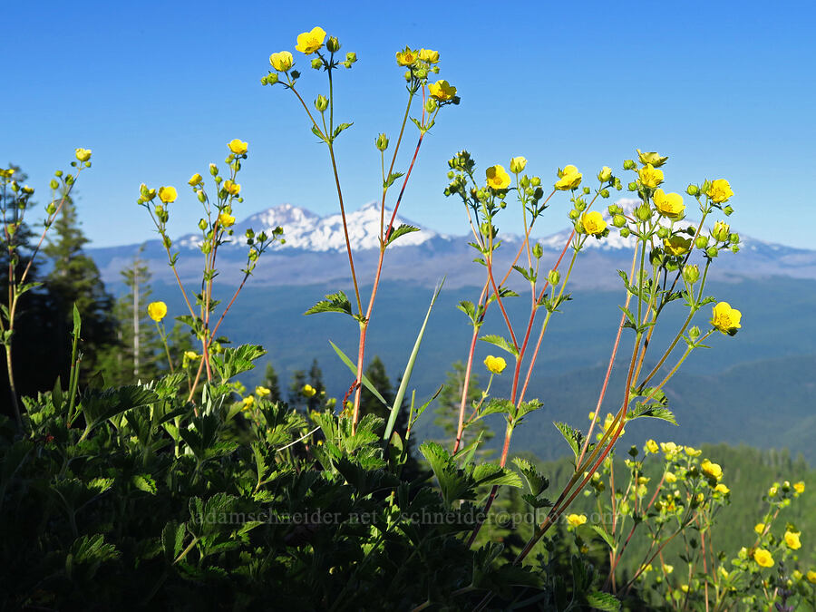 sticky cinquefoil (Drymocallis glandulosa (Potentilla glandulosa)) [Horsepasture Mountain, Willamette National Forest, Lane County, Oregon]