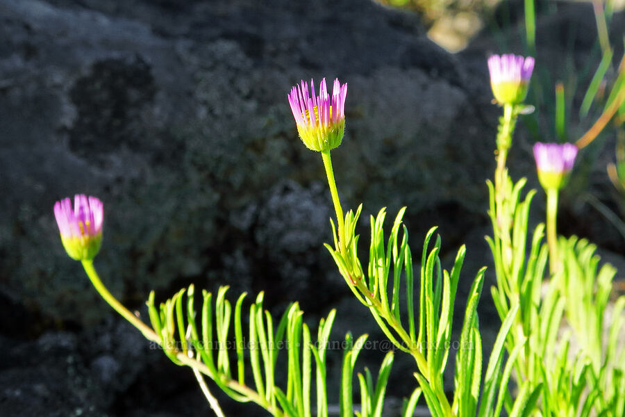 leafy fleabane (Erigeron foliosus var. confinis) [Horsepasture Mountain, Willamette National Forest, Lane County, Oregon]